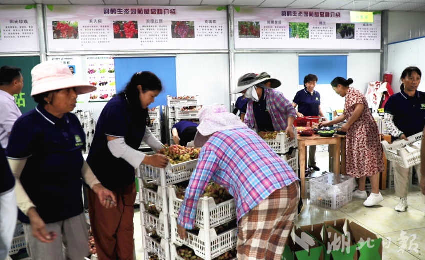 澳洲皇冠